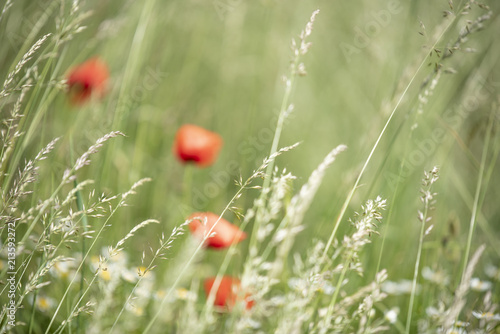 Early summer poppy field near Budapest