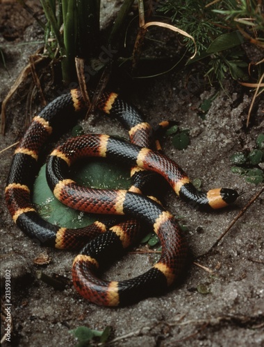 Eastern Coral Snake (Micrurus Fulvius) photo