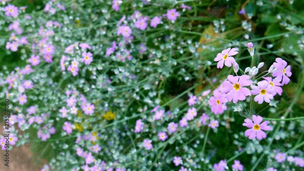 field of violet flowers with green grass meadow at background, make feeling refreshing. flower field and the wind blows gently. field of violet flowers with green grass meadow at background, make feeling refreshing. flower field and the wind blows gently.