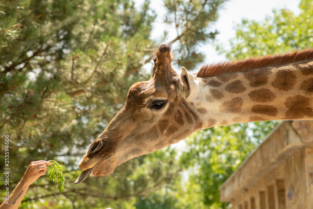 the head of a giraffe on the background of sky and greenery the head of a giraffe on the background of sky and greenery