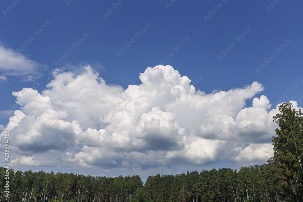 textured white clouds on a background of high forest trees textured white clouds on a background of high forest trees
