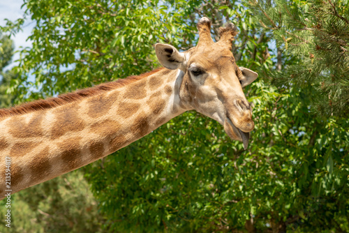 the head of a giraffe on the background of sky and greenery