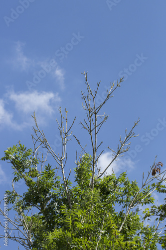 ash dieback 5