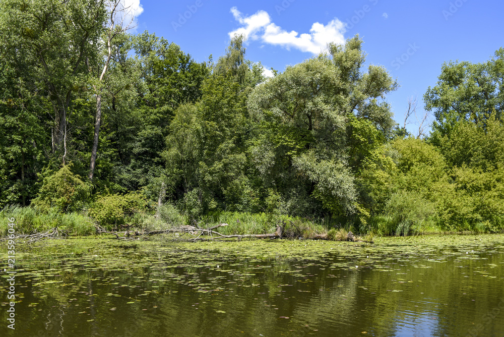 River landscape, greenery by the water. River landscape, greenery by the water.