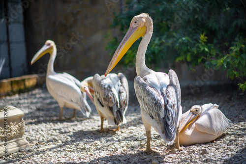 white pelicans walk on the ground