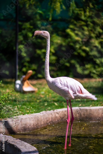 white flamingos walking on the grass