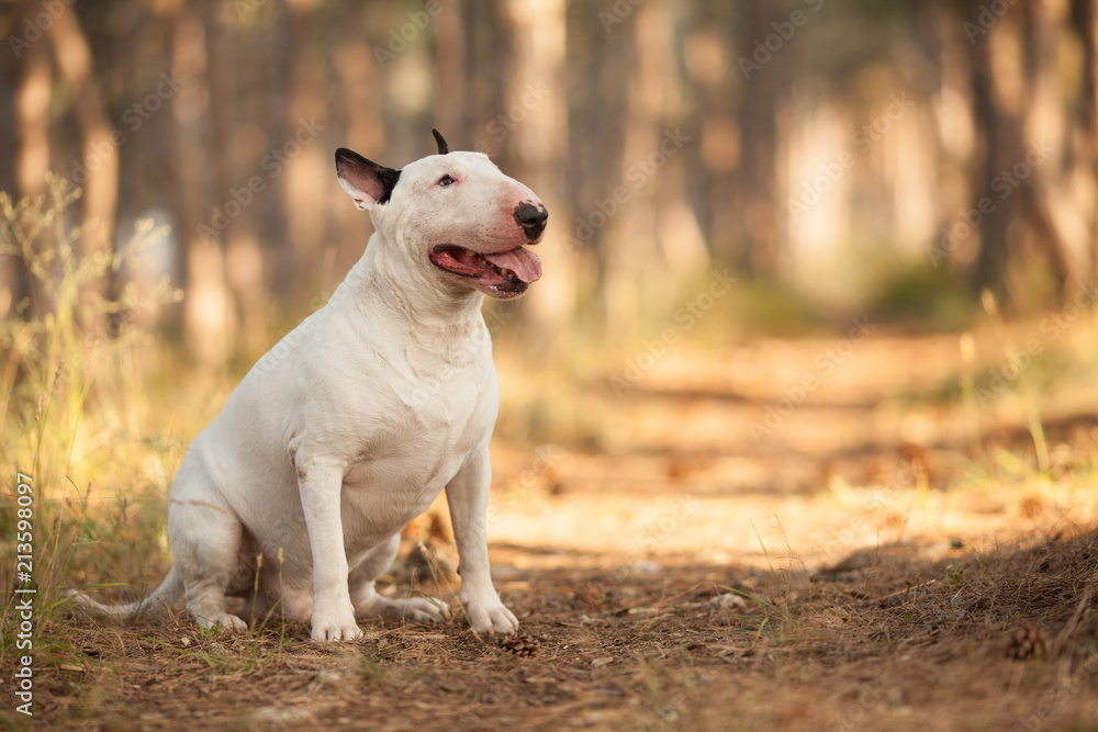white dog breed bull Terrier on a walk, a beautiful portrait white dog breed bull Terrier on a walk, a beautiful portrait