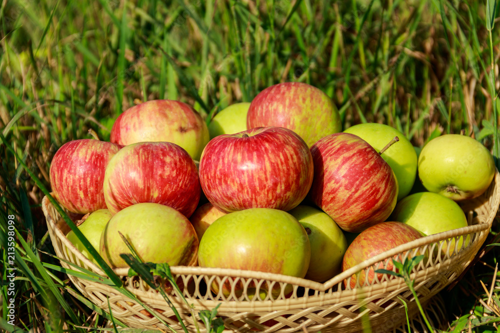 Fresh ripe apples in basket on the green grass Fresh ripe apples in basket on the green grass