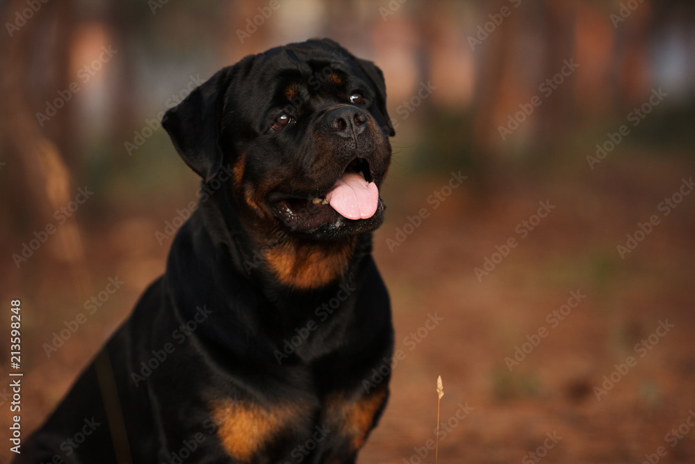 dog of the Rottweiler breed on a walk dog of the Rottweiler breed on a walk