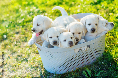 six small white puppies are sitting in a basket in the middle of the lawn