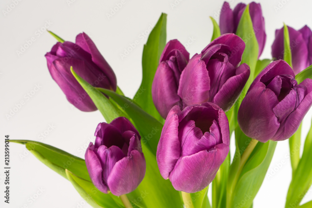 Purple tulips against white background, copy space Purple tulips against white background, copy space