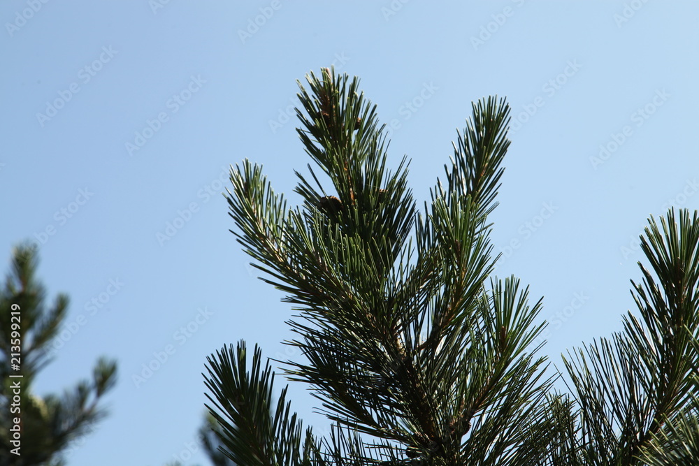 Pine Trees Pine Trees