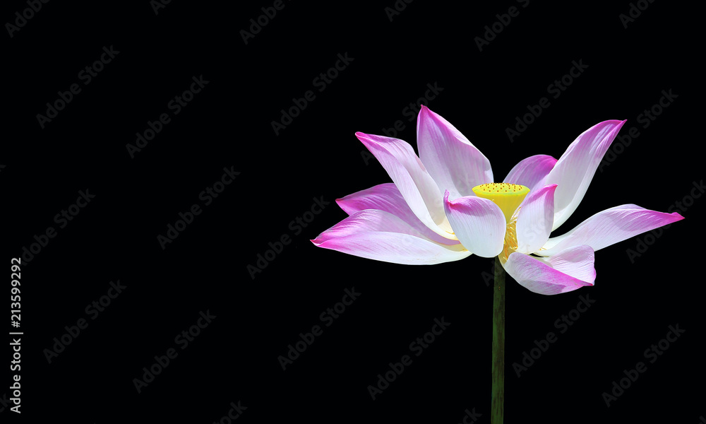 clipping paths,pink lotus flower isolated on black background,beautiful blooming flower on copy space,close up of colorful petal