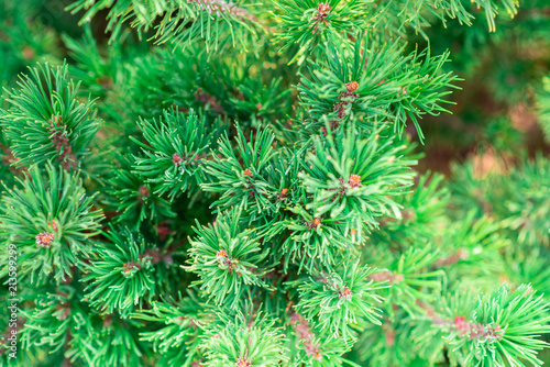 background of green pine branches