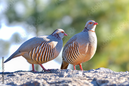Portrait of a barbary partridge, alectoris barbara, spotted in the bottom of Masca canyon, Tenerife