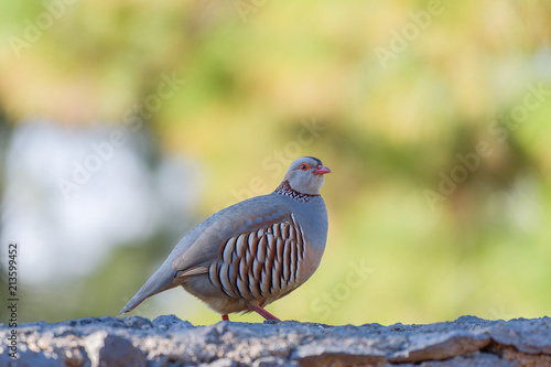 Portrait of a barbary partridge, alectoris barbara, spotted in the bottom of Masca canyon, Tenerife