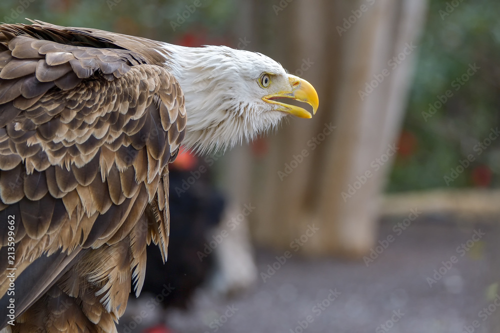 Naklejka premium The Bald Eagle (Haliaeetus leucocephalus) portrait