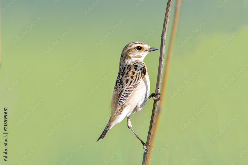Fototapeta premium Whinchat Saxicola rubetra Paapje