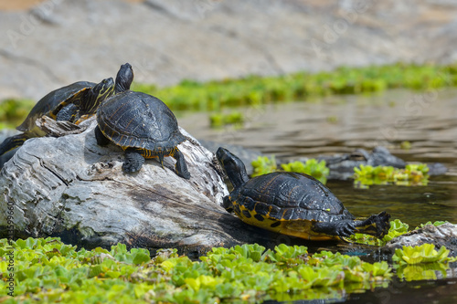 little water turtle in nature.ftactalius image