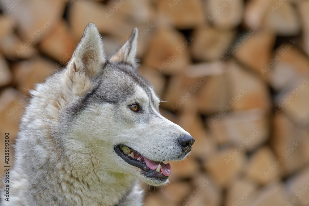 adult dog breed alaskan malamute, fluffy, wet and dirty stand outdoors is very similar to a wolf, a rare type of muzzle, dog, doggy, pawl, doggie