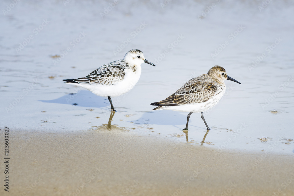 Sandpiper on seashore. Baltic seaside. Sandpiper on seashore. Baltic seaside.