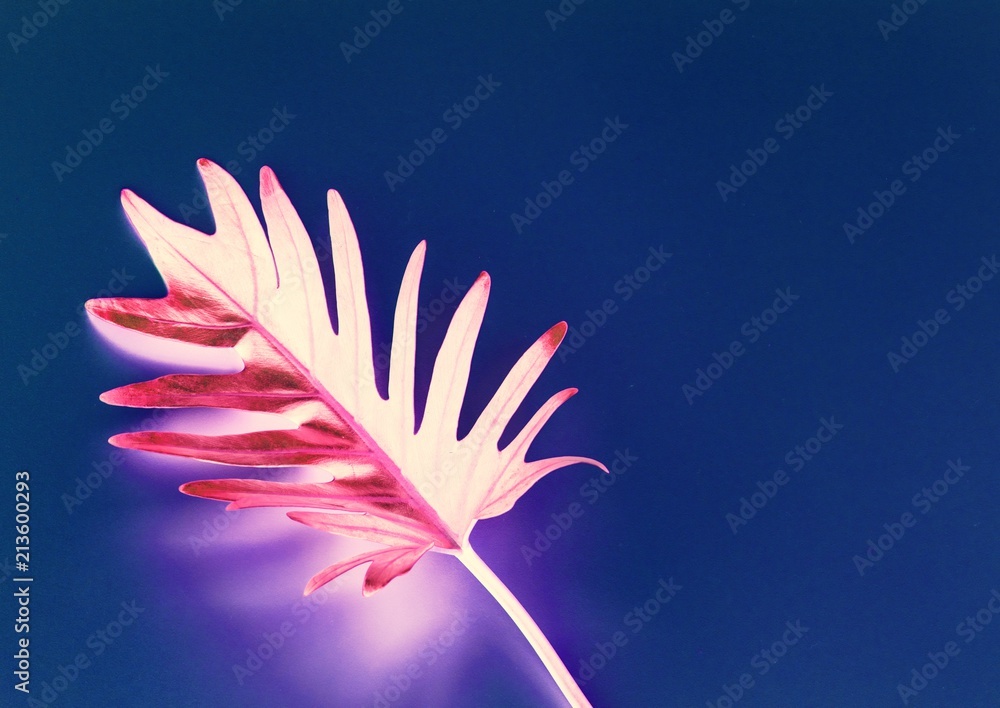 Φωτογραφία Tropical leaf with negative effect