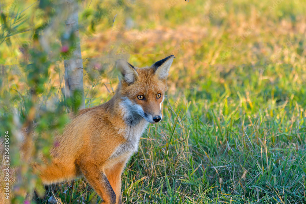 Fototapeta premium Close portrait of a Red Fox