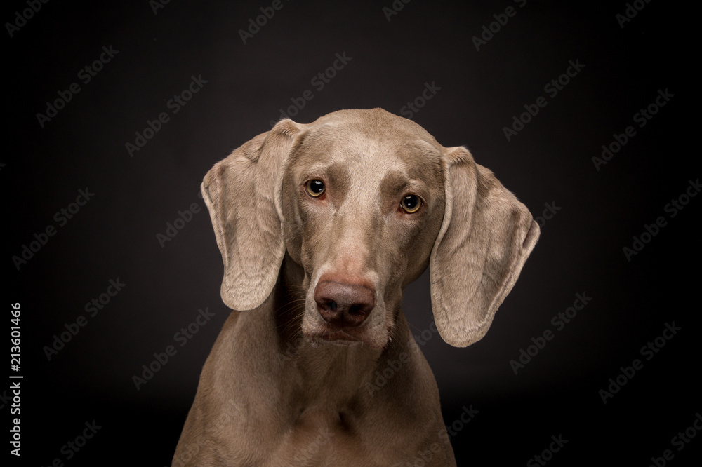 Weimaraner dog Weimaraner dog