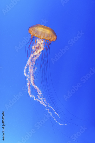  jellyfish (Chrysaora fuscescens or Pacific sea nettle) with blue sea background © leeyiutung