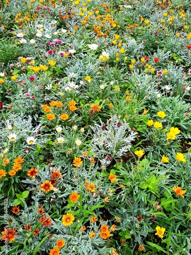 Wild flower meadow during spring. top down view