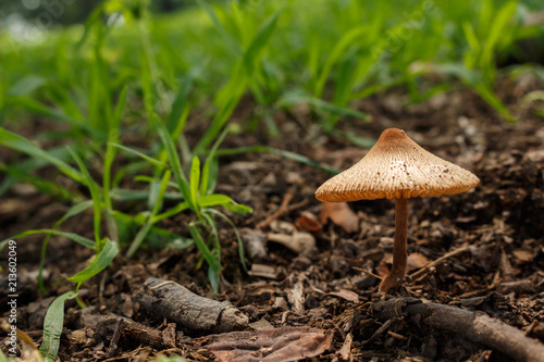 фотографія mushroom food edible in forest