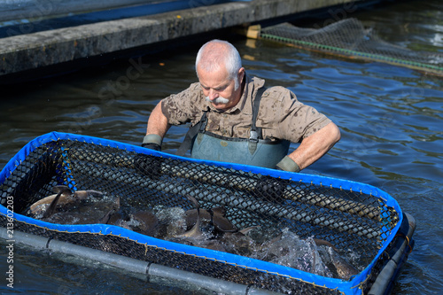 senior fish farmer caring his stocks