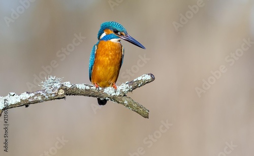 Kingfisher © matt