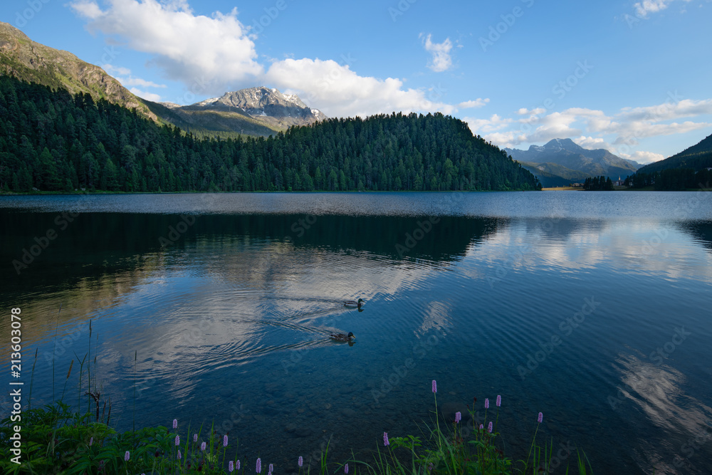 Pair of ducks mallards sail in pairs in an alpine lake