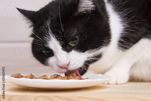black and white old cat eats from a plate