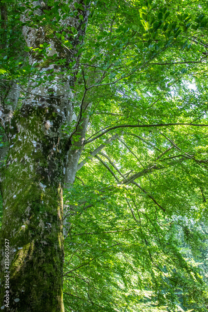 Naklejka premium bosque