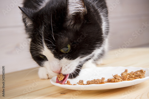 black and white old cat eats from a plate