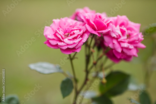 Blossoming rose  Super Excelsa 