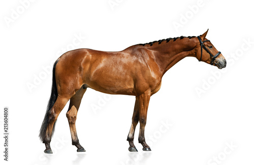 Obraz na płótnie Purebred horse standing isolated w salonie
