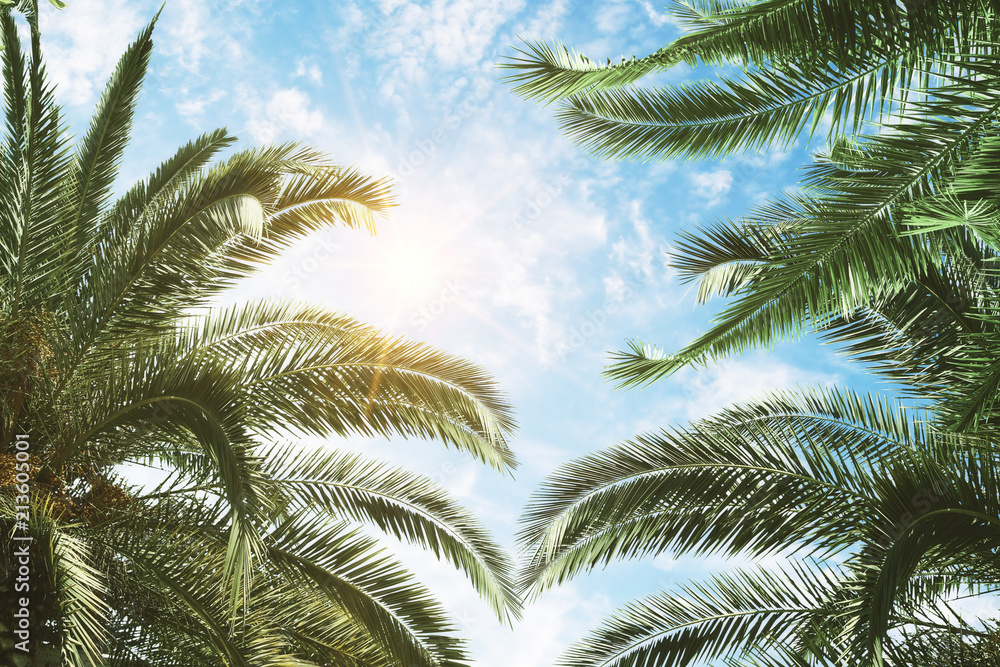green palm and blue sky background green palm and blue sky background