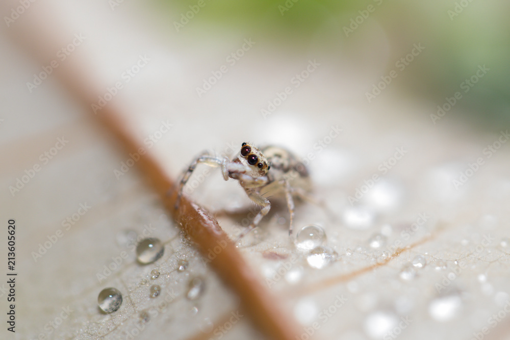 Obraz premium A spider in nature background.macro spider.