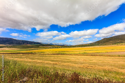 Landscape of golden fields