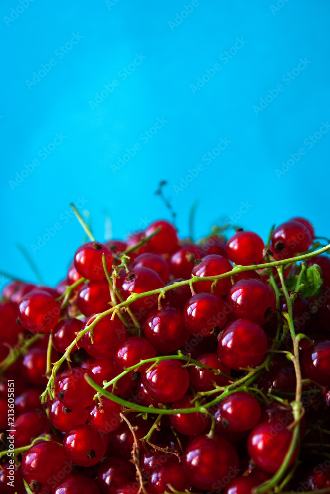 Red currant berries on a blue background. Red currant berries on a blue background.