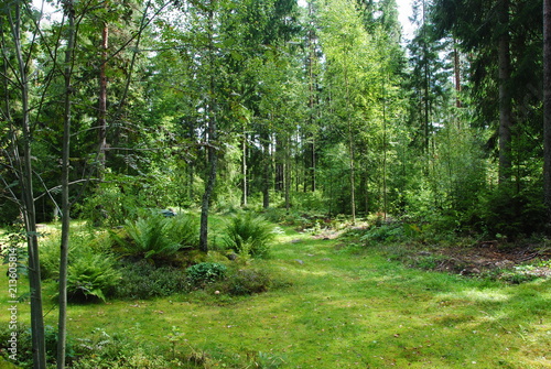 Waldlandschaft