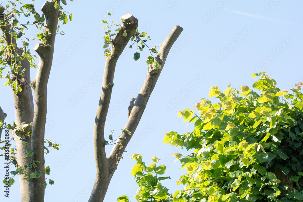 Fotografie Coppiced or pollarded tree growing fresh branches