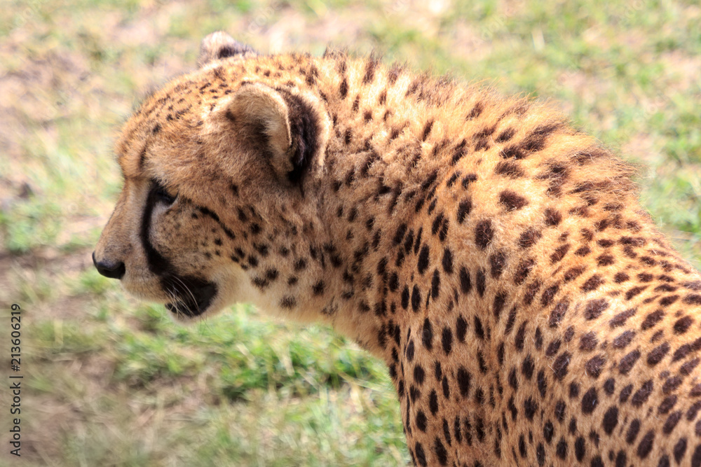 Fototapeta premium Cheetah