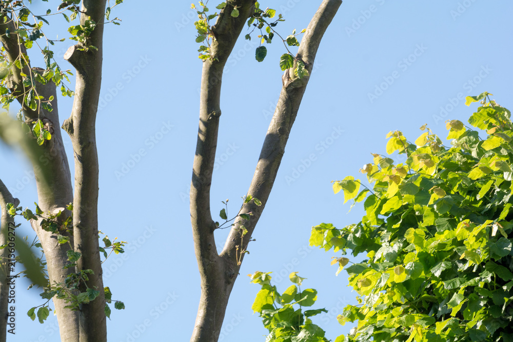 Fototapeta premium Coppiced or pollarded tree growing fresh branches
