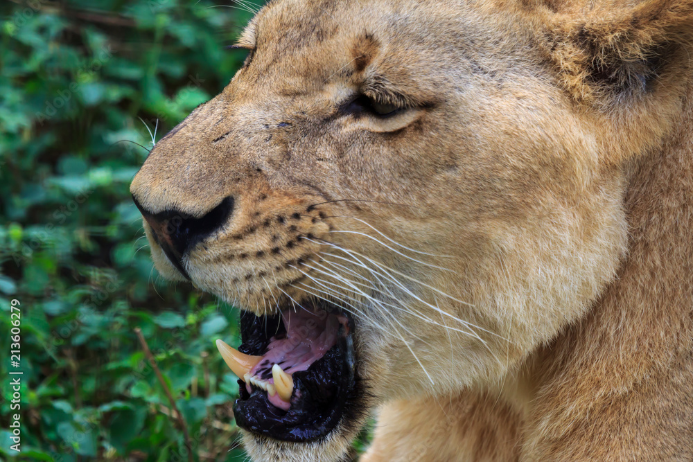 Fototapeta premium Lion