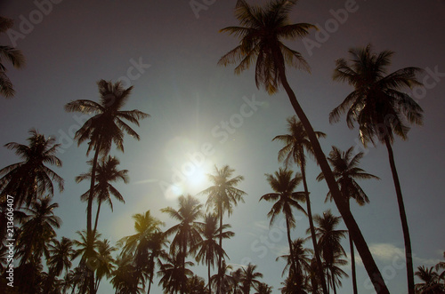 coconut tree Vintage