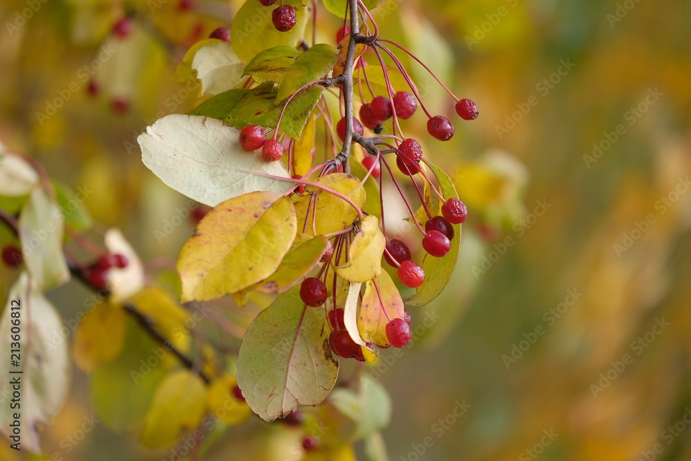 Obraz premium The wild apple-tree